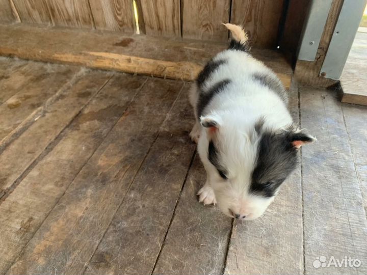 Щенок Западно-Сибирской лайки