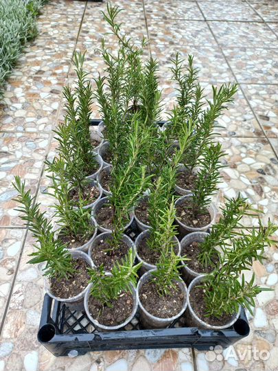 Розмарин вечнозеленый кустарник