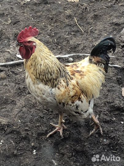 Петухи деревенские