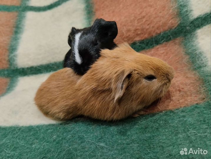 Морские свинки