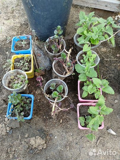 Душистые травы и многолетний лук