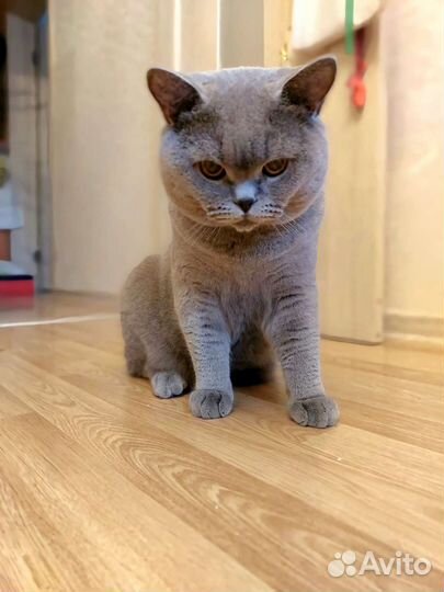 Ищет подругу короткошерстный британец