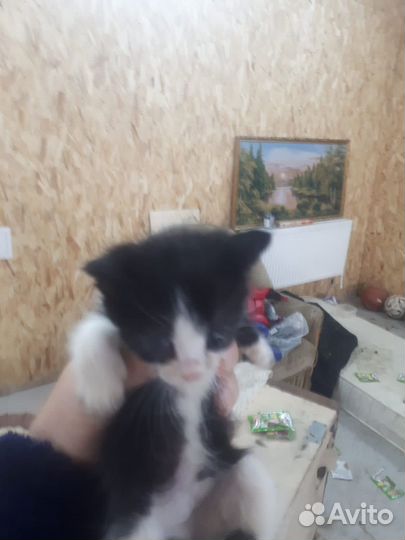 Кошка в дар