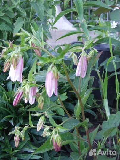 Садовые многолетние цветы