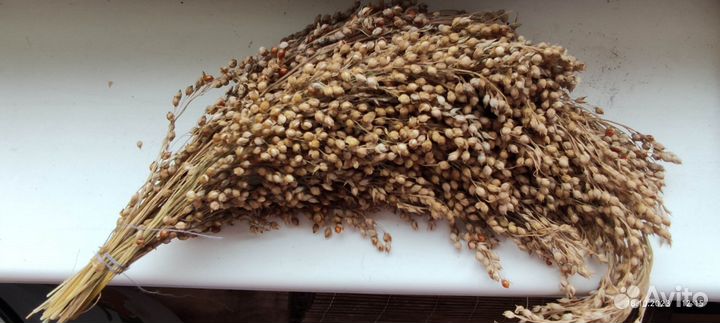 Корм, лакомство для попугаев