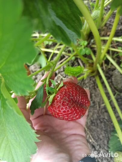 Саженцы клубники