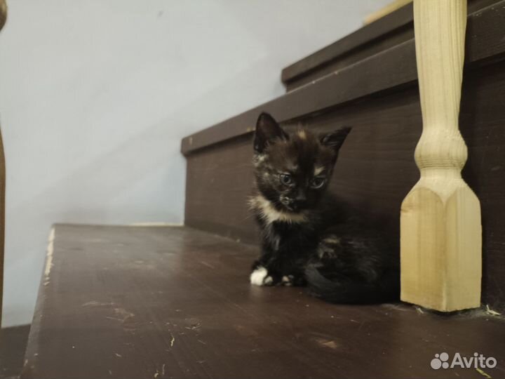 Котенок в добрые руки