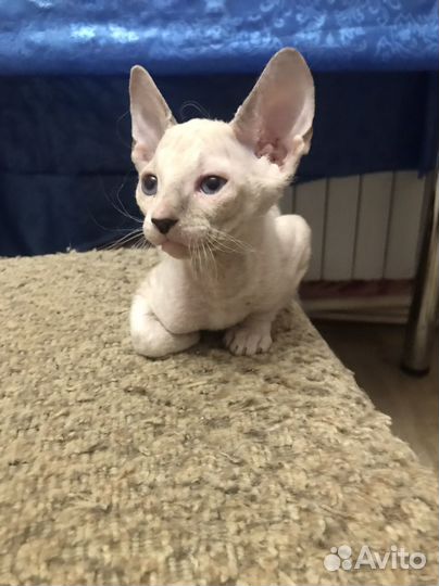 Донской сфинкс котята