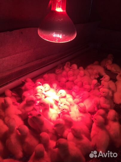 Утки подрощенные