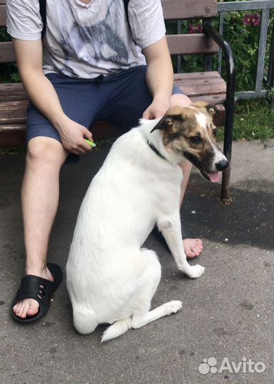 Предали и избавились от щенка