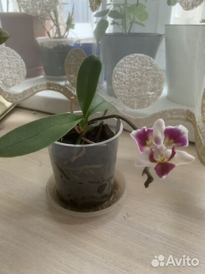 Орхидея фаленопсис