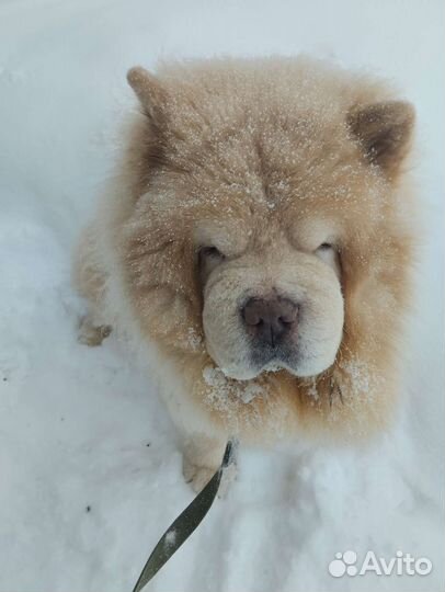 Выгульщик собак