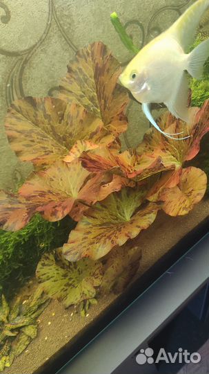 Улитки,красная нимфея