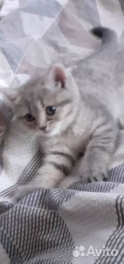 Продам котят шотландцы