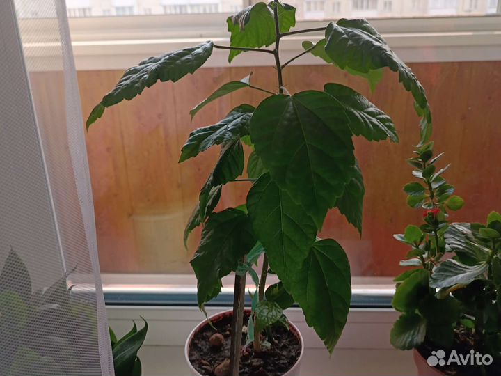 Гибискус китайская роза