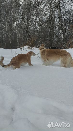 Русская псовая борзая