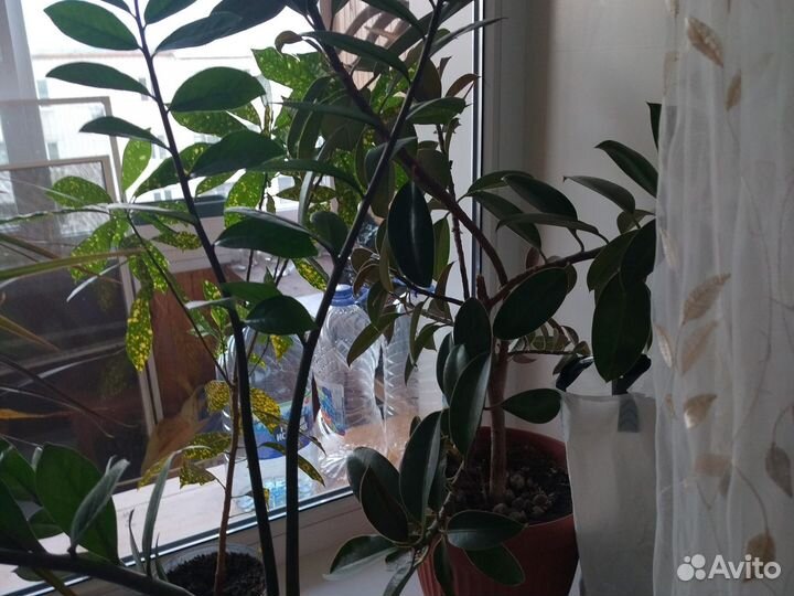 Комнатные растения