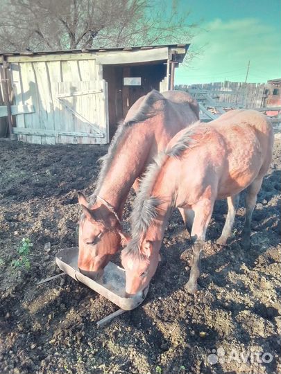 Продается кобыла жерёбая с жеребёнком