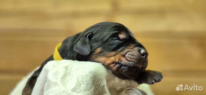 Щенки добермана