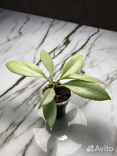 Hoya Nicholsoniae New Guinea Ghost Хойя