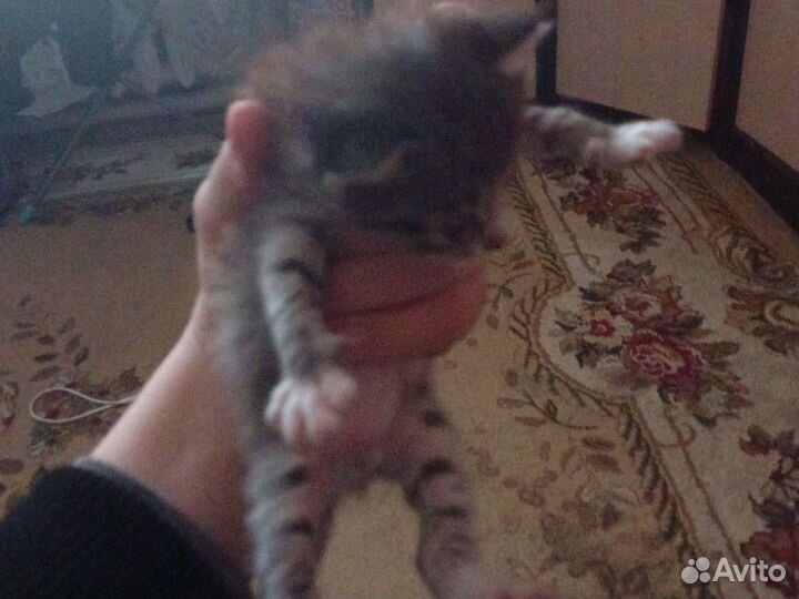 Отдам кота в добрые руки