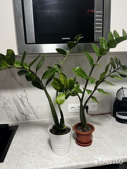 Цветок Замиокулькас