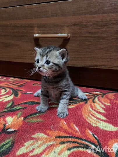 Котики в добрые руки