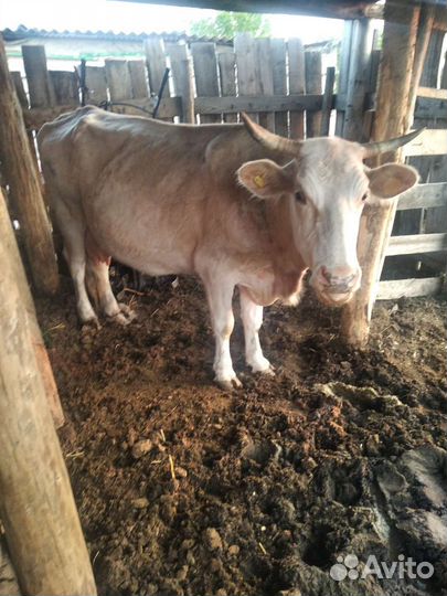 Корова дойная