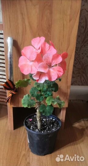 Пеларгония герань