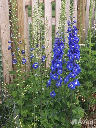 Люпин и Дельфиниум