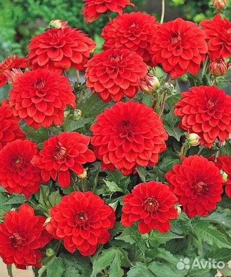 Георгины вегетативные