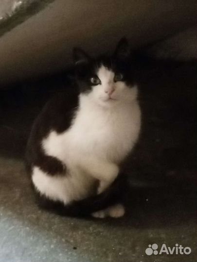 Кошка в дар бесплатно