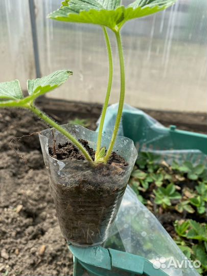 Рассада клубники