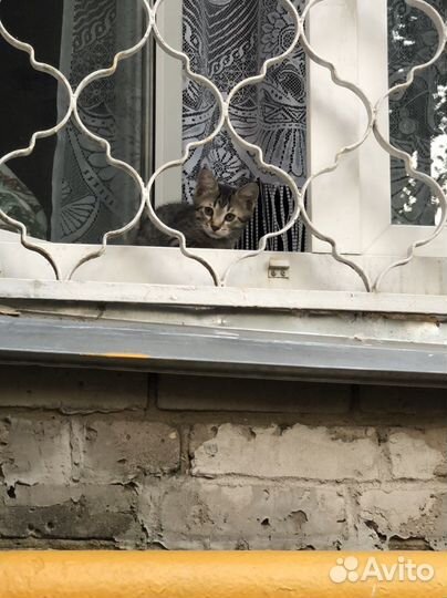 Котенок 9 мес. в добрые руки, Москва