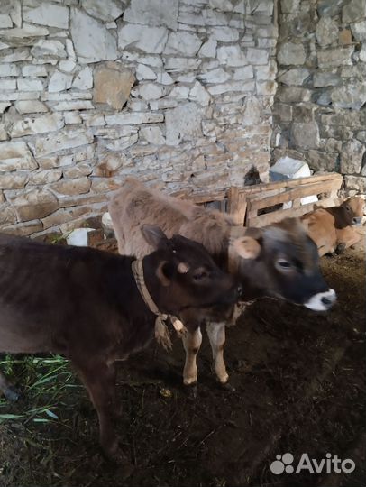 Корова дойная