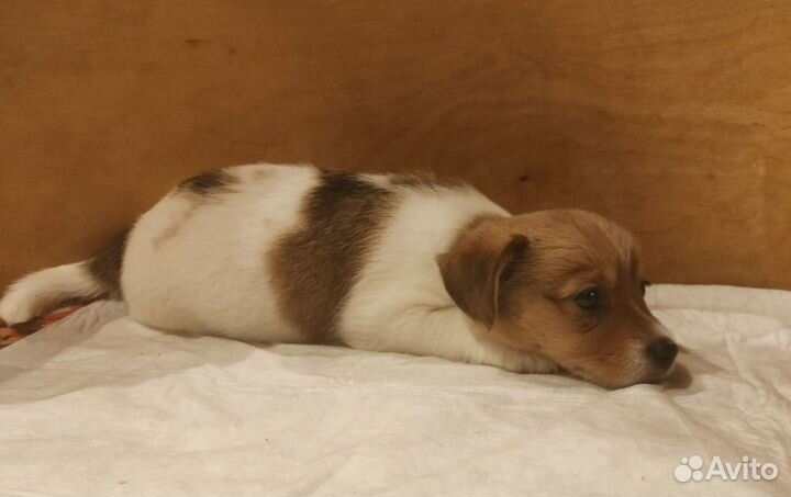 Почти Джек Рассел