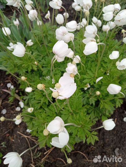 Многолетние садовые цветы, разные