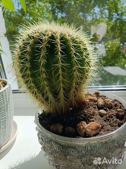 Большой кактус