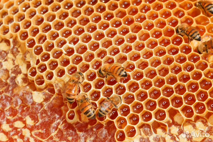 Воск пчелиный цена за килограмм
