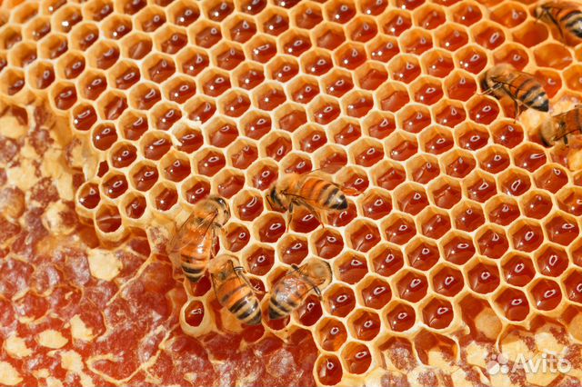 Воск пчелиный цена за килограмм