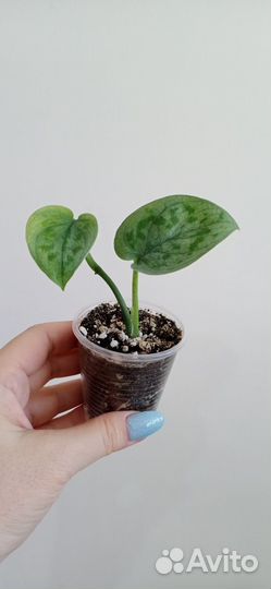 Сциндапсусы разные