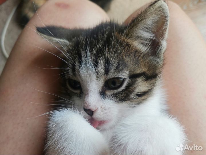 Короткошерстная кошка