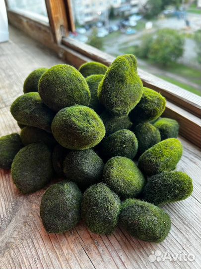 Кладофора, мох Маримо с отправкой по России