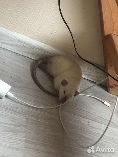 Крыса дамбо с клеткой