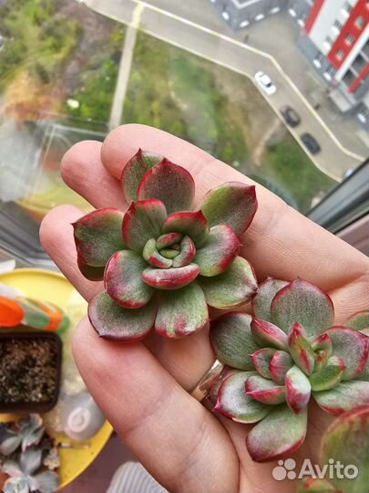 Эхеверии из личной коллекции