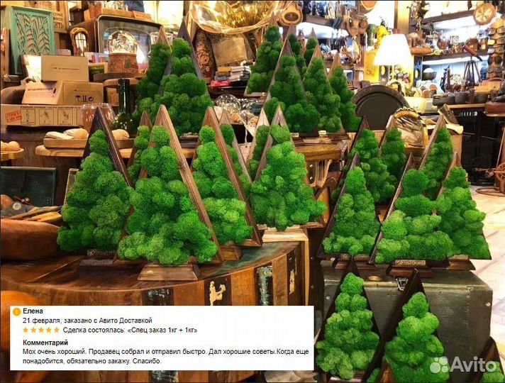 Стабилизированный мох ягель для стен