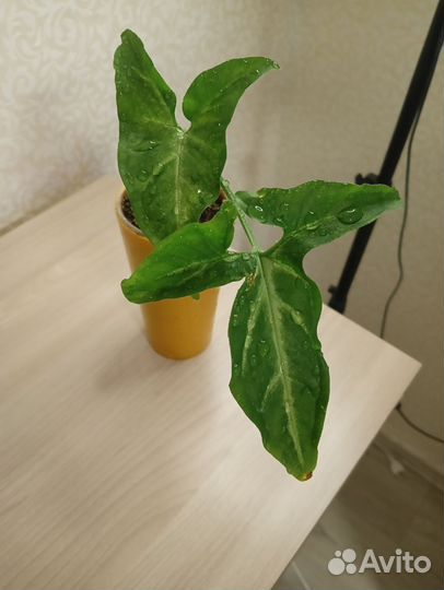 Комнатные растения цветы