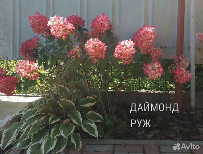 Саженцы гортензии метельчатой