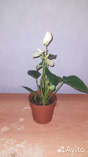 Антуриум микс