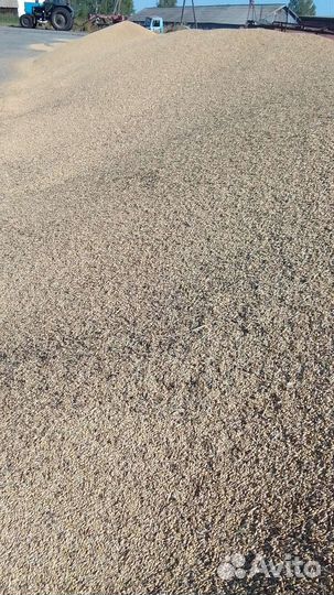 Продам ячмень